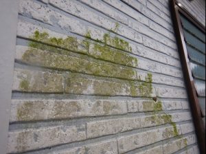 外壁　藻