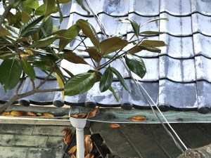 雨樋に落ち葉が詰まっている様子