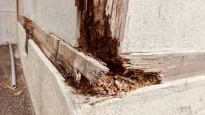 シロアリ家腐食